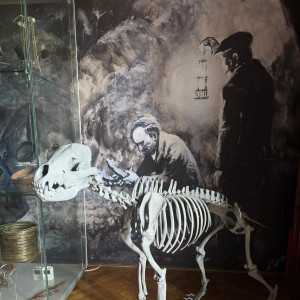 hyena expo blansko 2.jpg